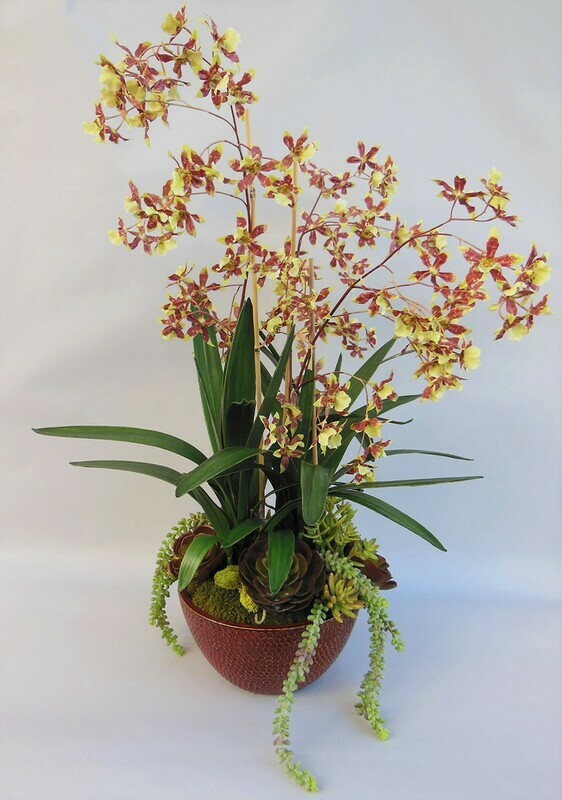 Dancing oncidium orchids with mixed succulents in a red ceramic