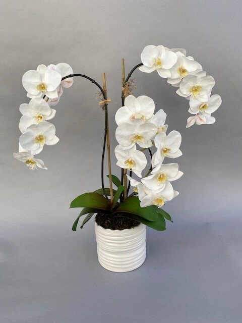 Triple elegant phalaenopsis orchids in a white scalloped ceramic
