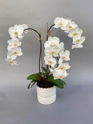 Triple elegant phalaenopsis orchids in a white scalloped ceramic