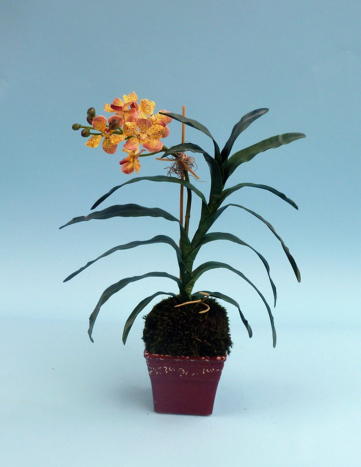 Spotted vanda in a red ceramic