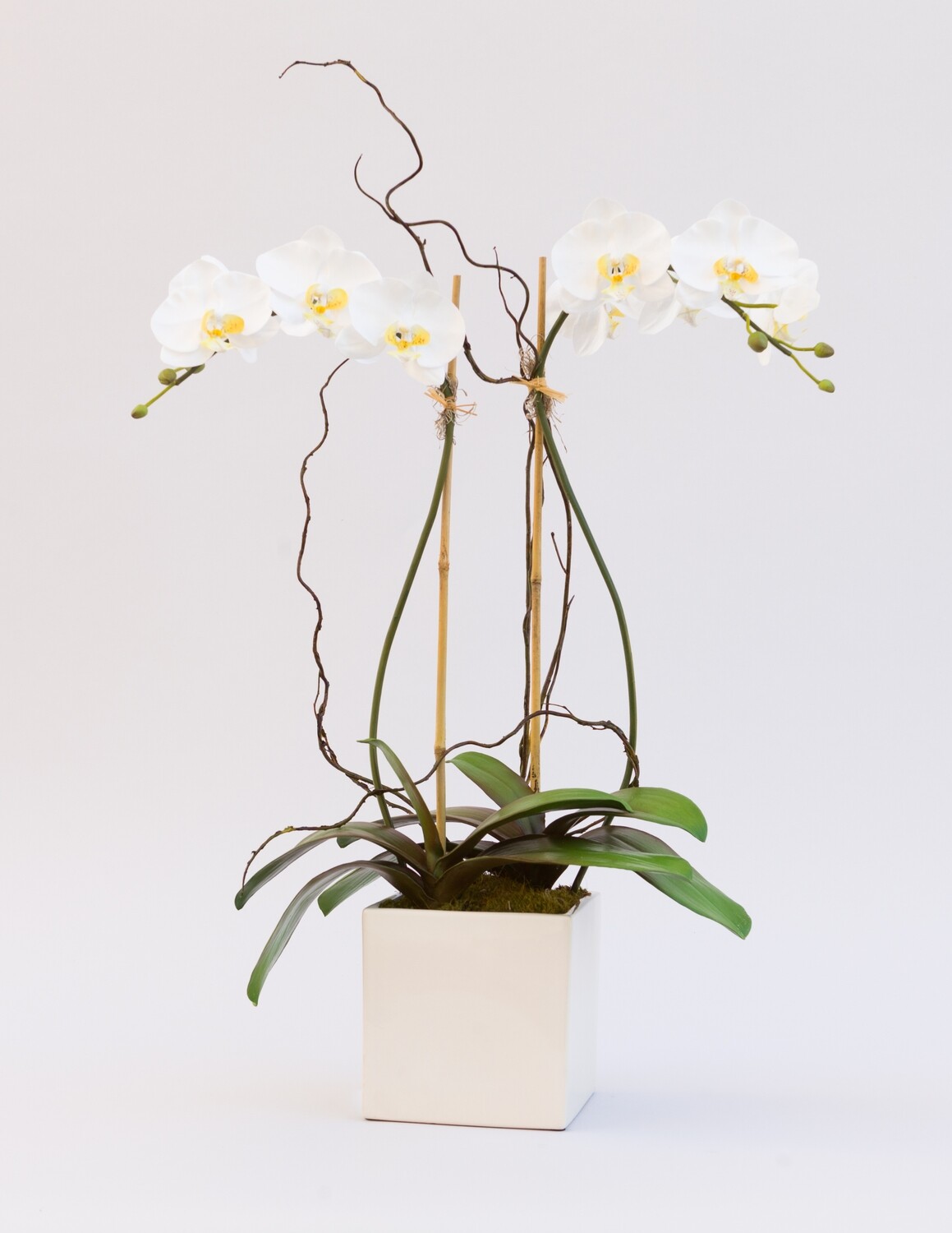 Double large phalaenopsis orchid