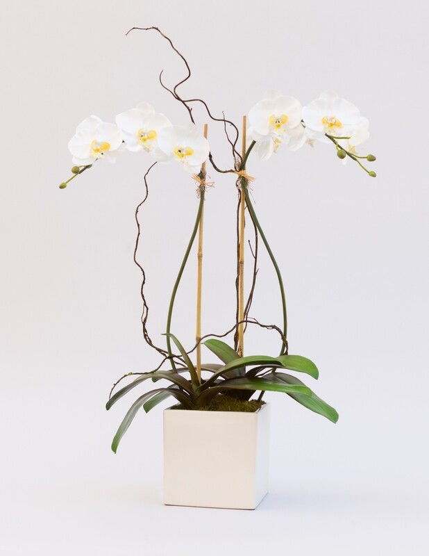 Double large phalaenopsis orchid