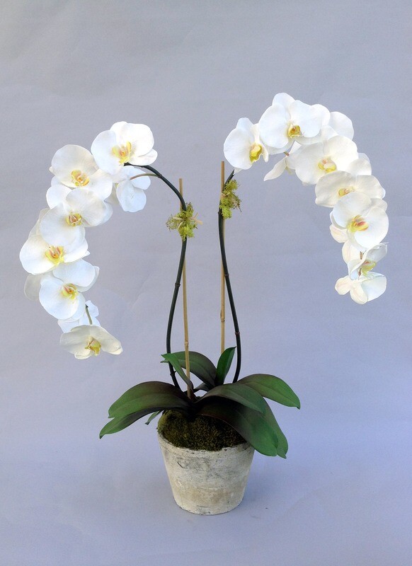 Double elegant phalaenopsis orchid in a stone pot