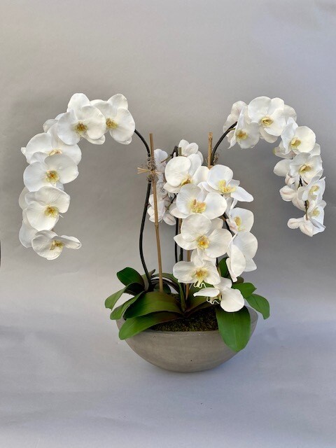 Elegant phalaenopsis orchids in an oval concrete bowl