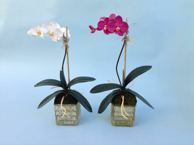 Mini elegant phalaenopsis orchid in a small square mercury vase