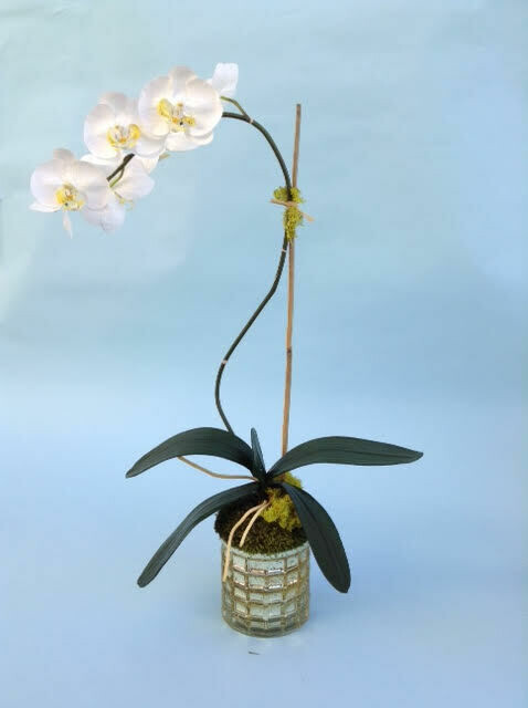 Elegant phalaenopsis orchid in a round mercury vase