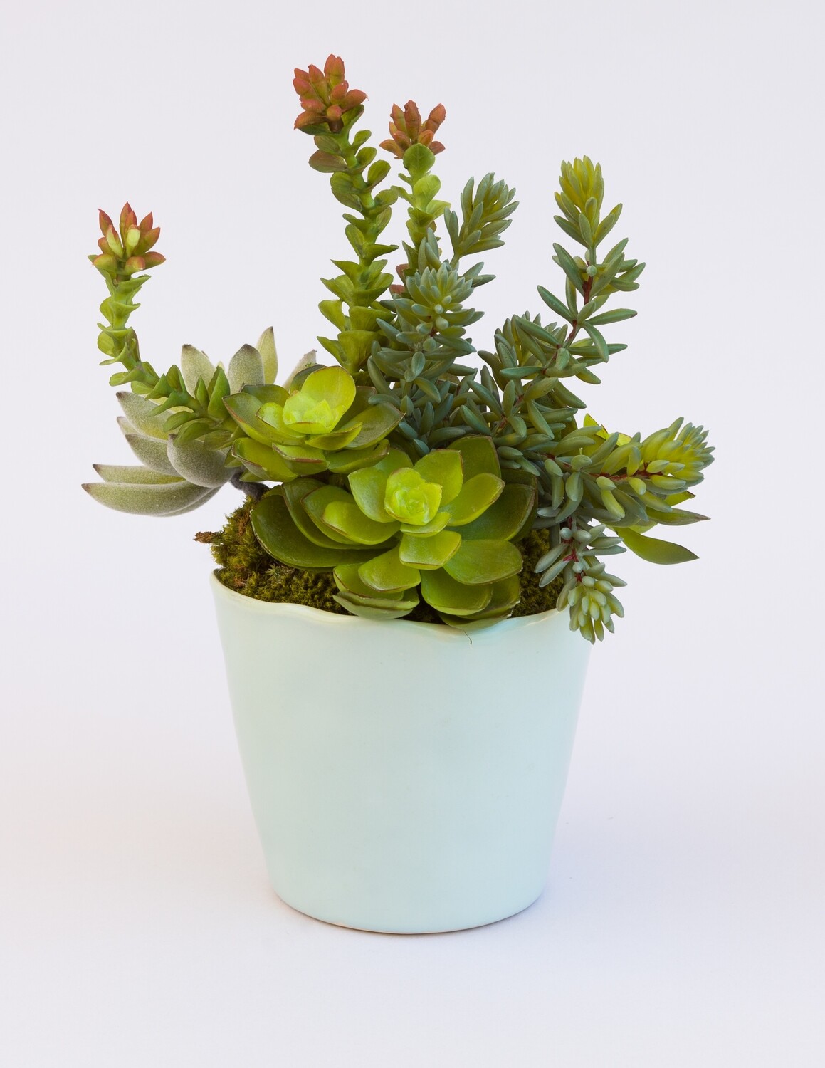 Mixed sedum, agave and echeverias succulents in a small blue rippled edge ceramic