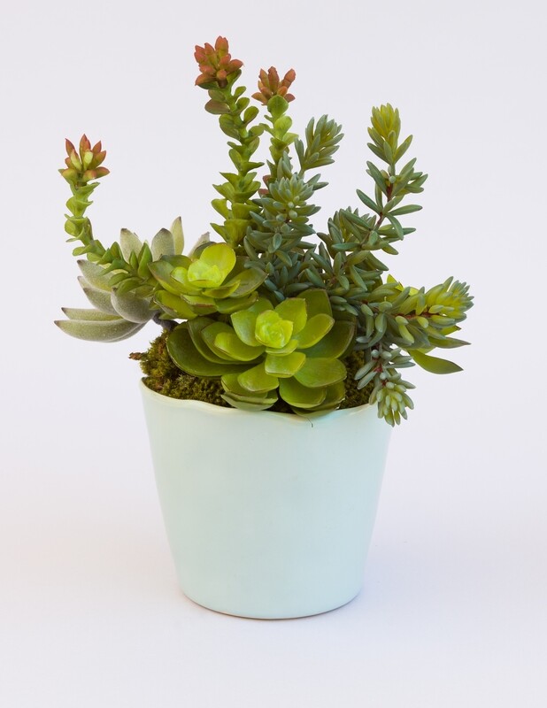 Mixed sedum, agave and echeverias succulents in a small blue rippled edge ceramic