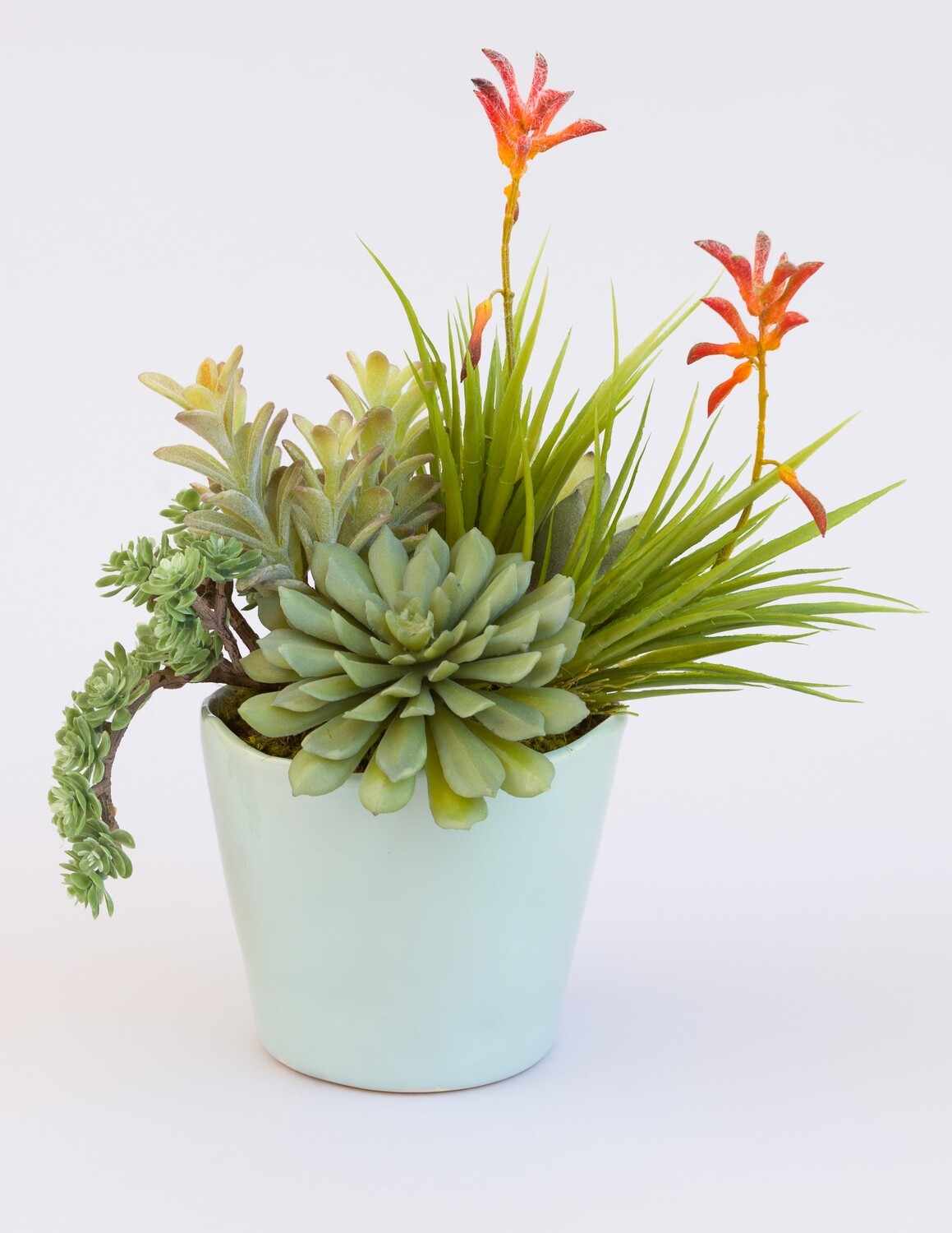 Blooming tillandsia, agave, echeverias and donkey tail succulents in a small blue rippled ceramic