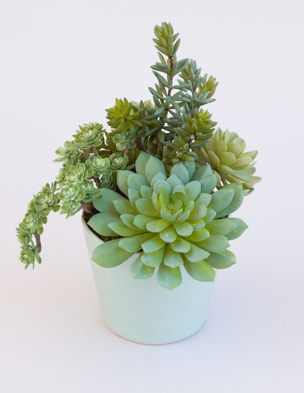 Agave, mixed sedum and echeveria succulents in a small blue rippled ceramic