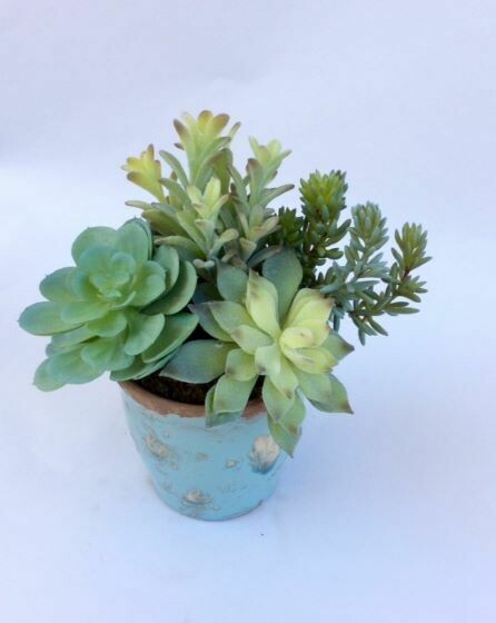 Short donkey tail, mixed agave and sedum in a Blue tan pot