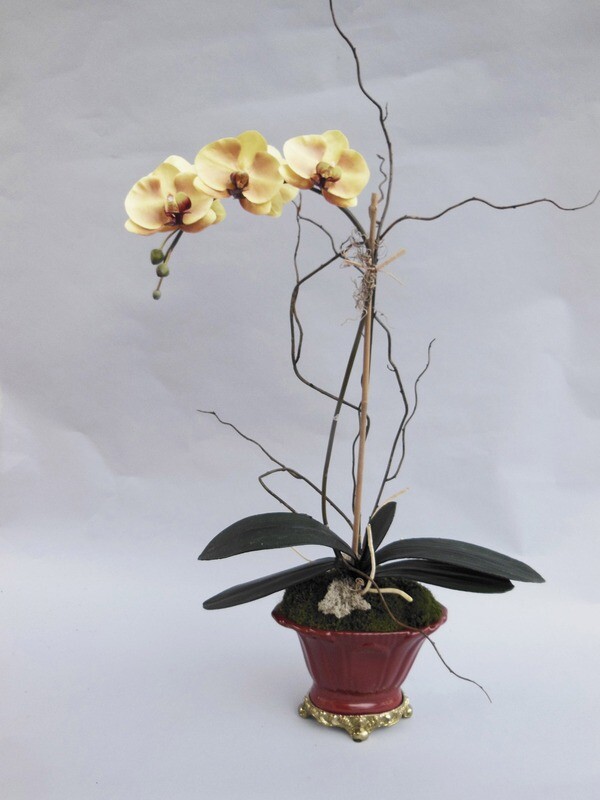 Phalaenopsis orchid in a porcelain vase