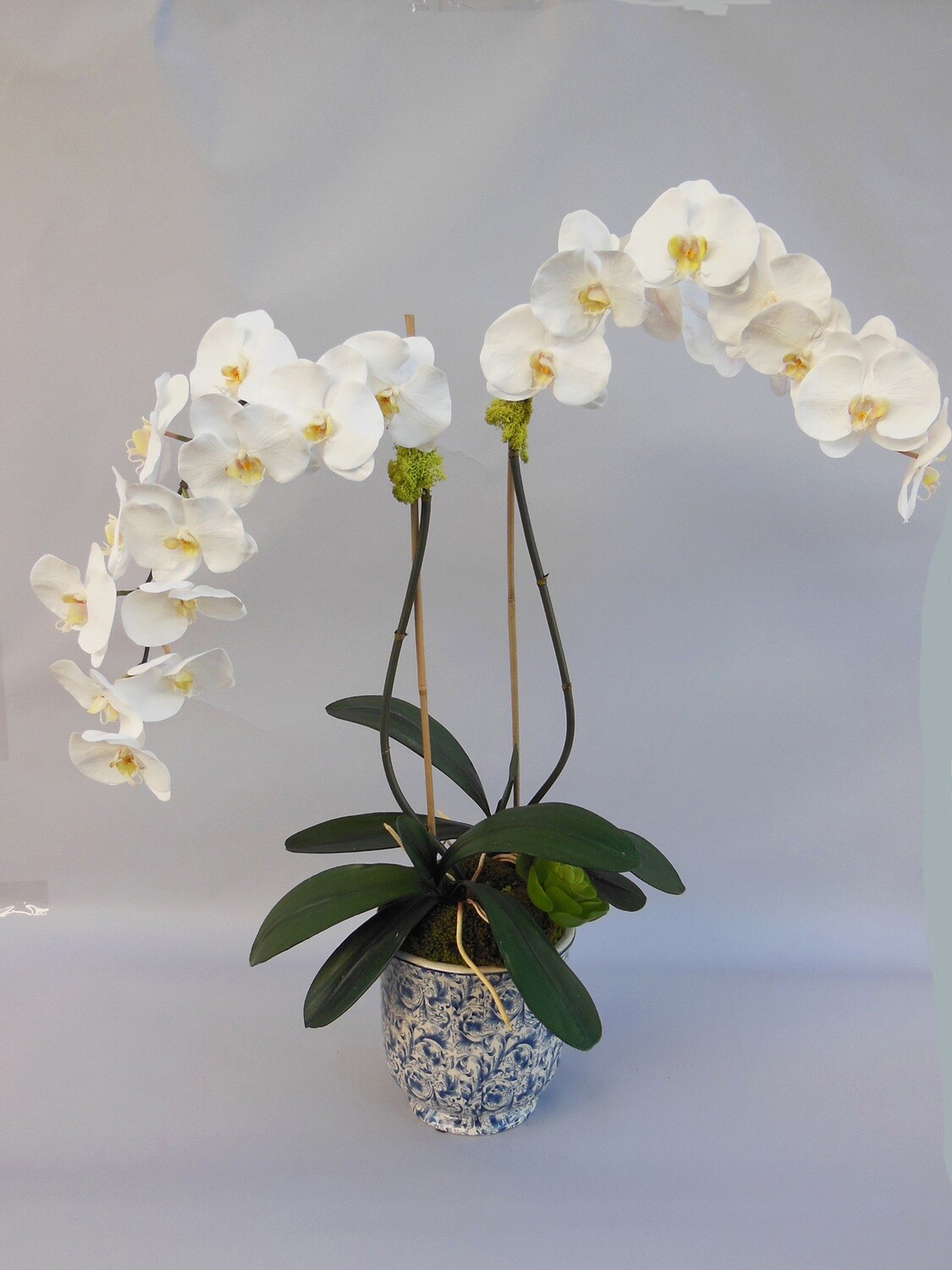 Double elegant phalaenopsis orchid in a blue and white vase