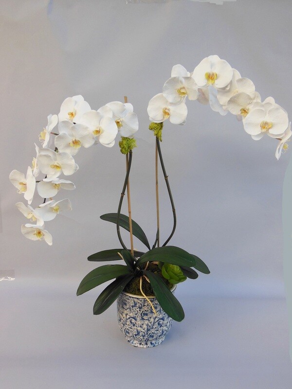 Double elegant phalaenopsis orchid in a blue and white vase