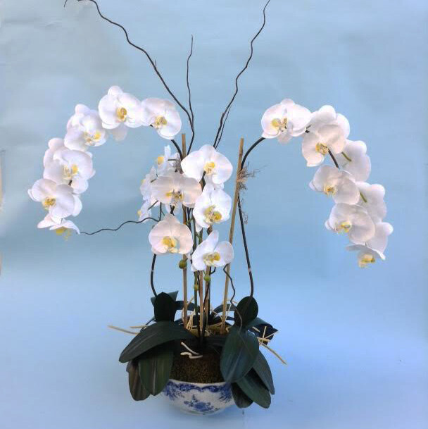 Large mixed phalaenopsis orchid in a large blue and white bowl