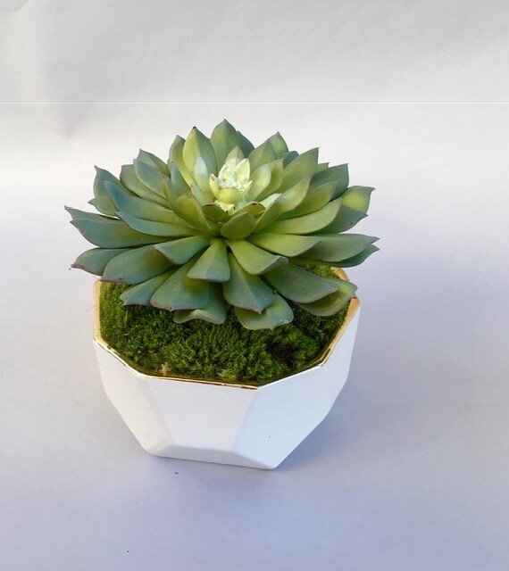Dusty spiral echeveria succulent in a small white dimensional ceramic