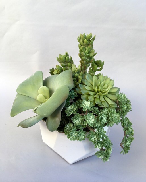 Dusty echeverias and kalanchoe succulents in a medium white dimensional ceramic