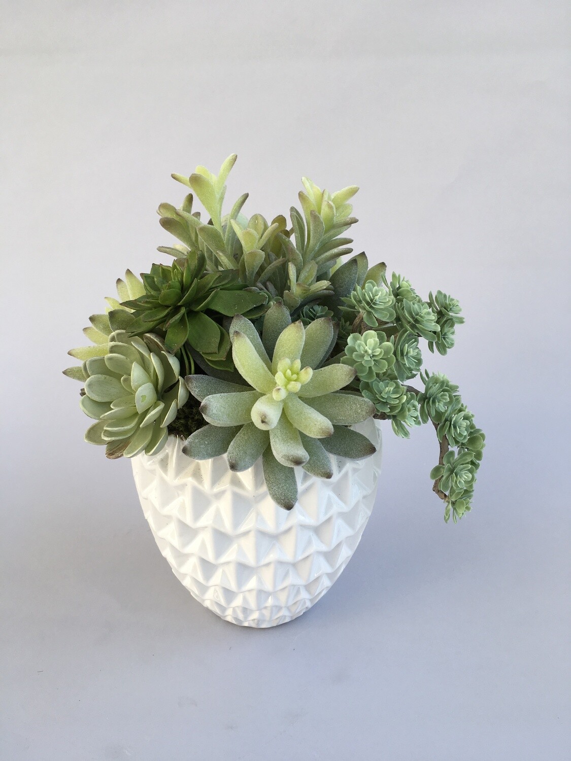 Dusty agave and mixed sedum succulents in a white dimensional pot