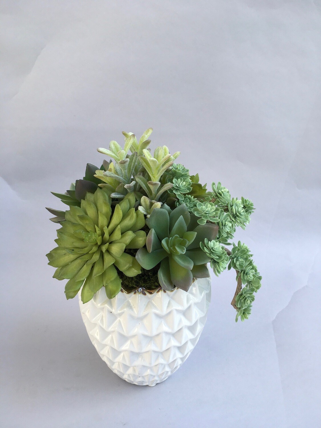 Dusty Echeveria, short donkey tail and sedum succulents in a white dimensional ceramic
