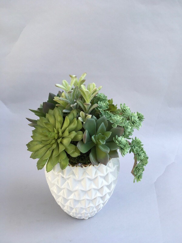 Dusty Echeveria, short donkey tail and sedum succulents in a white dimensional ceramic