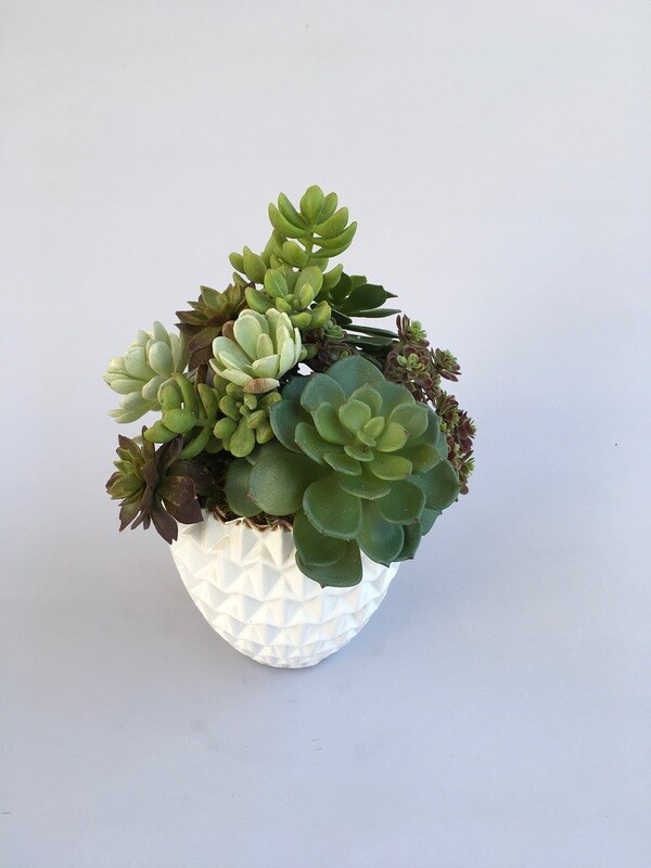 Echeveria, agave and sedum succulents in a white dimension ceramic