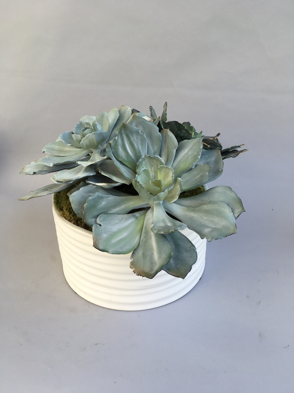 Extra large flocked echeveria succulents in a white matte coil ceramic