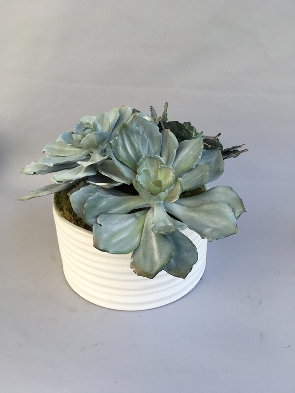 Extra large flocked echeveria succulents in a white matte coil ceramic