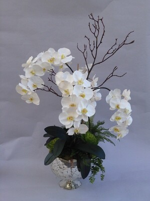 Orchids