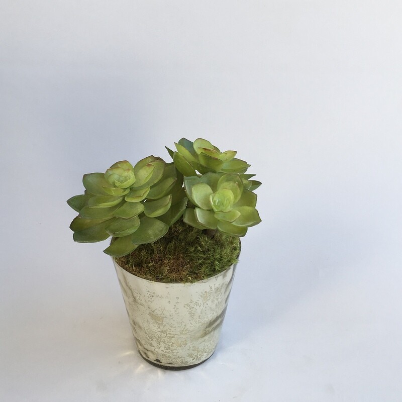 Green echeveria succulents in a silver mercury vase