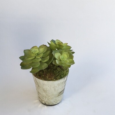Green echeveria succulents in a silver mercury vase