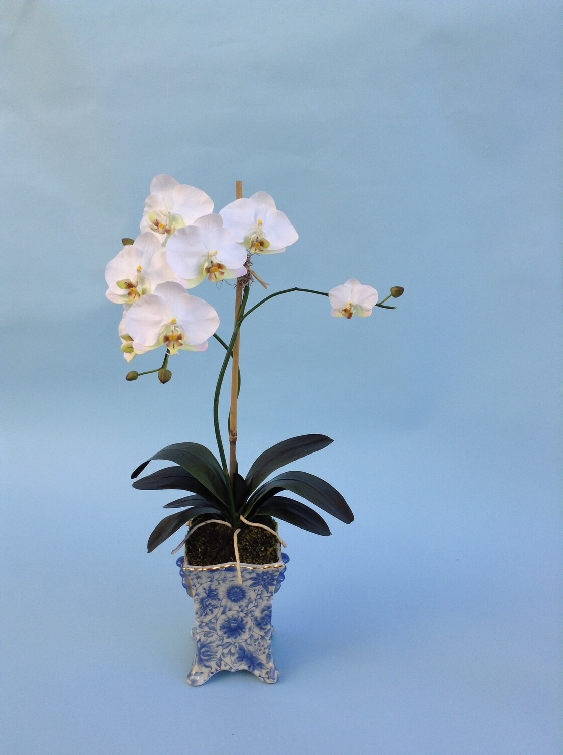 Budding Phalaenopsis in Blue and White Vase	
Cream