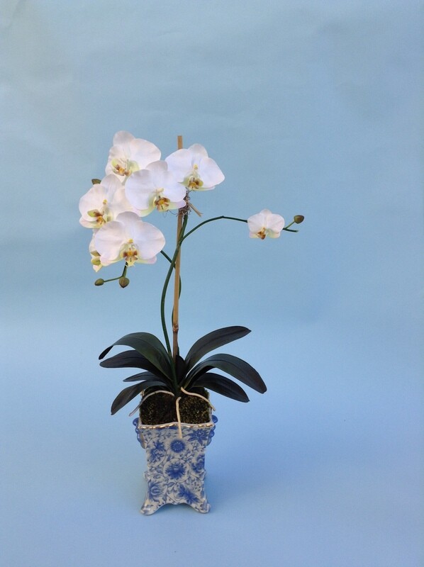 Budding Phalaenopsis in Blue and White Vase	
Cream