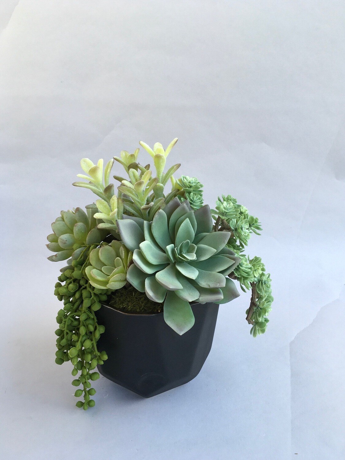 Echeverias, sedum and string of pearls in a medium black matte, flat edge ceramic