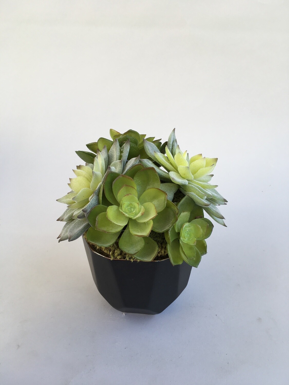 Dusty agave and echeveria succulents in a black matte, flat edge ceramic