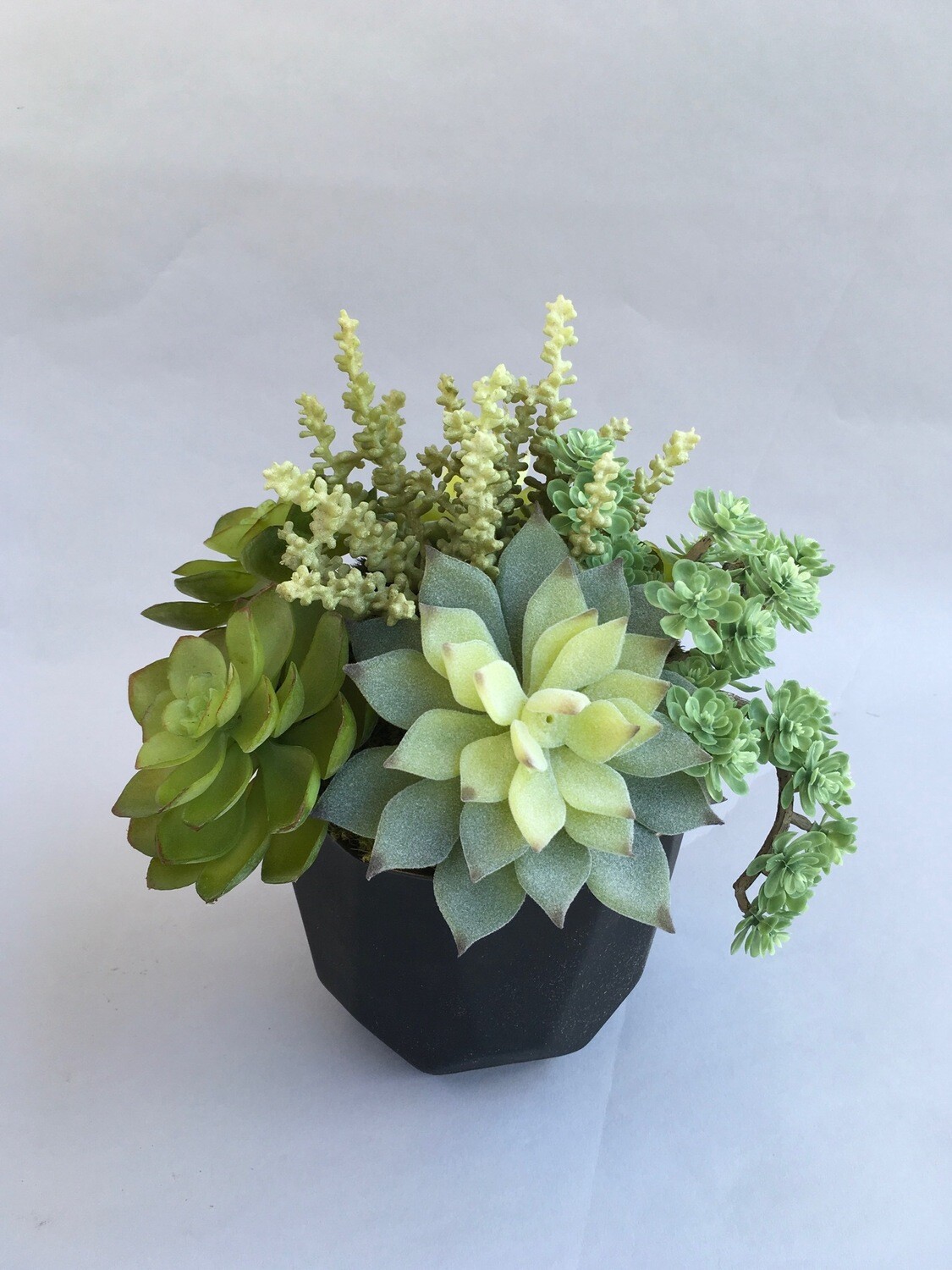Mixed sedum and echeveria succulents in a black matte, flat edge ceramic