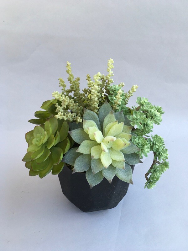Mixed sedum and echeveria succulents in a black matte, flat edge ceramic