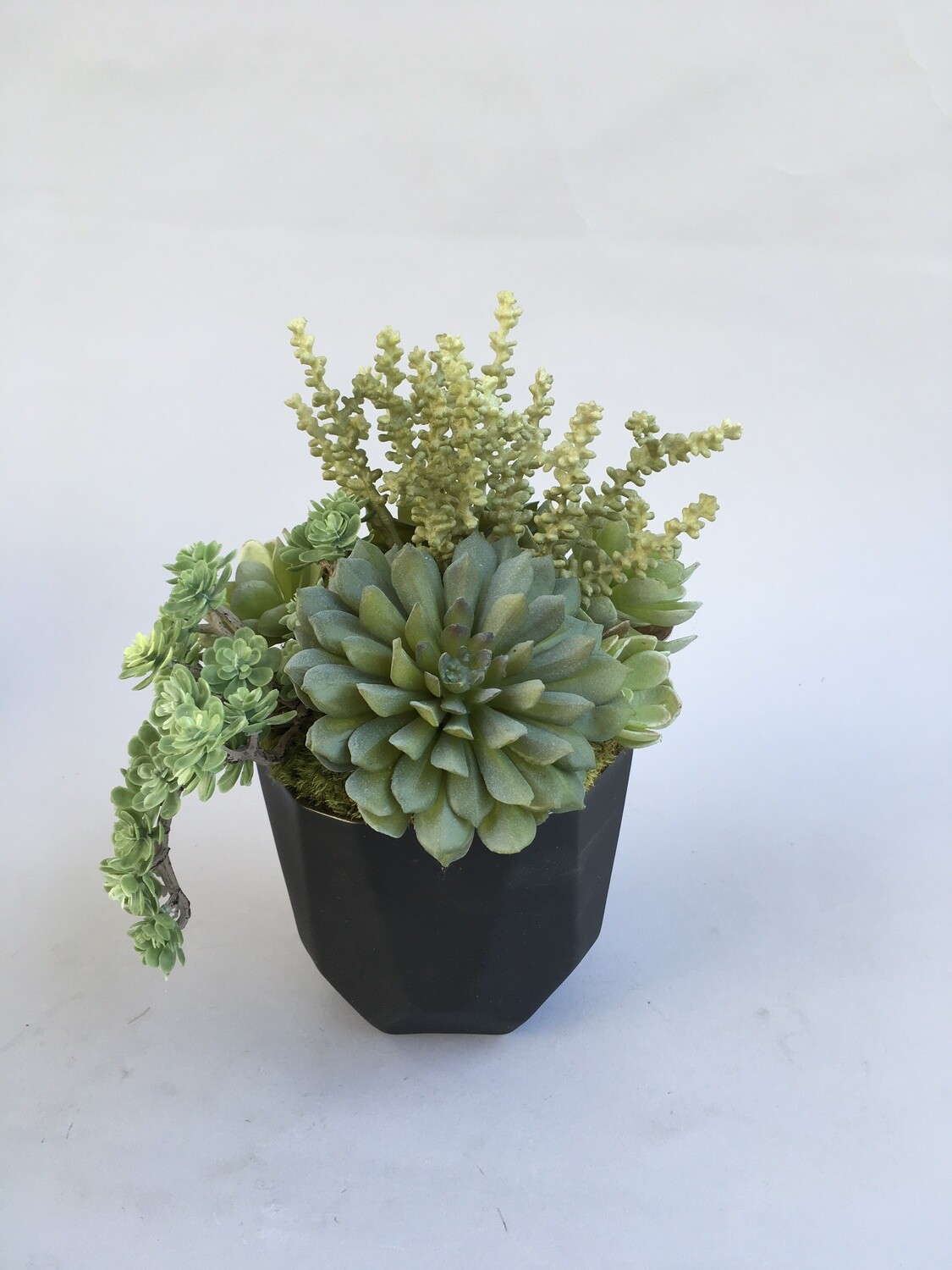 Spiral echeveria and mixed sedum succulents in a black matte, flat edge pot