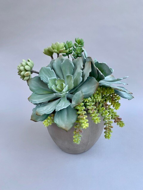 Large dusty echeverais, ice plant, agave and sedum succulents in a gray concrete pot