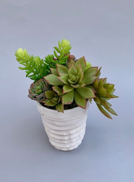 Agave, mini cabbage echeveria and sedum in a white ribbon wrap ceramic