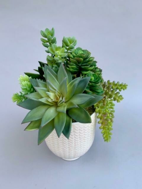 Dusty star agave, cabbage echeveria and mixed sedum in a ceramic pot