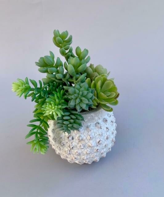 Agave and sedum succulents in a white crackled bumpy pot