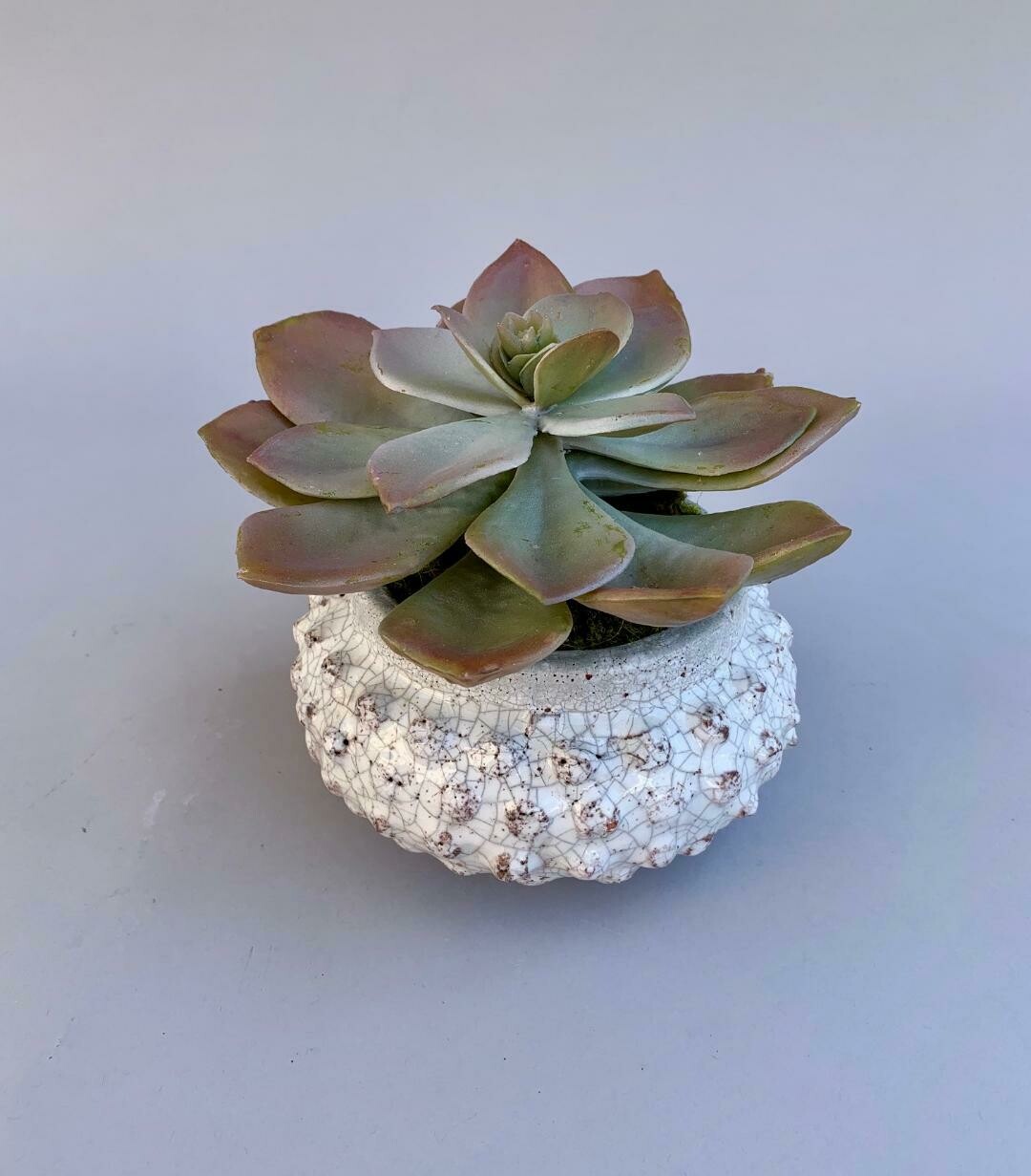Dusty gray mauve echeveria succulent in a white bumpy crackled ceramic