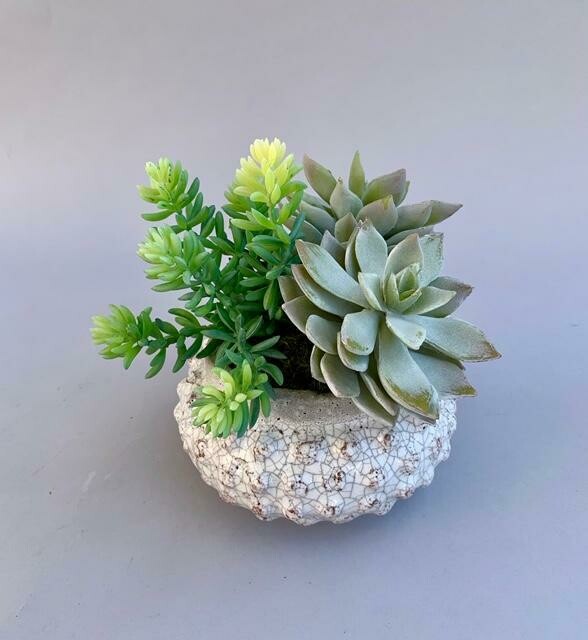 Dusty sedum and frosted agave succulents in a white crackled ceramic