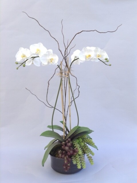 Double Elegant Phalaenopsis a Medium Rustic Bowl