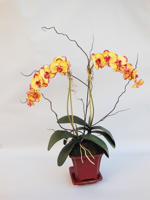 Double golden phalaenopsis orchid in a red ceramic pot