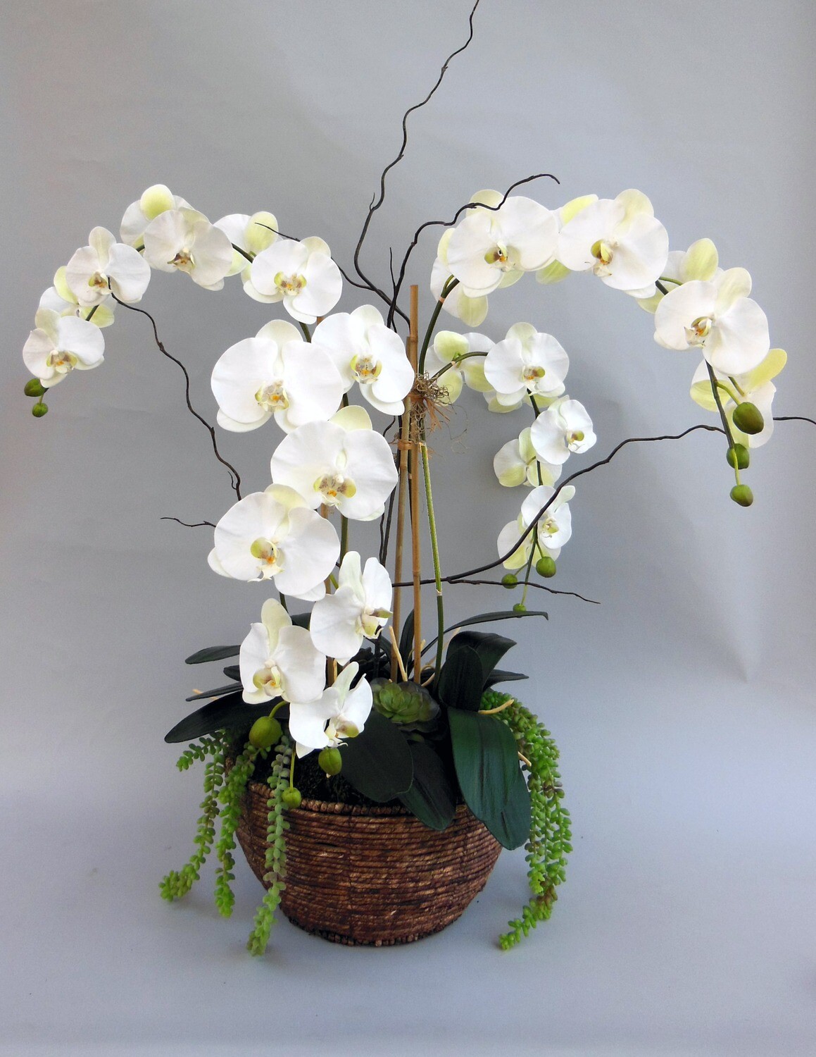 Greenhouse phalaenopsis orchid with succulents in sea grass basket
