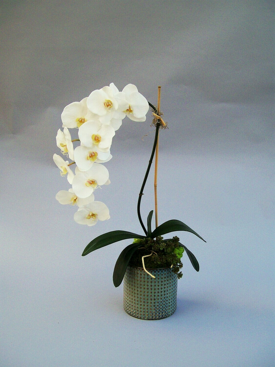 Elegant phalaenopsis orchid with succulents in a blue dot ceramic pot