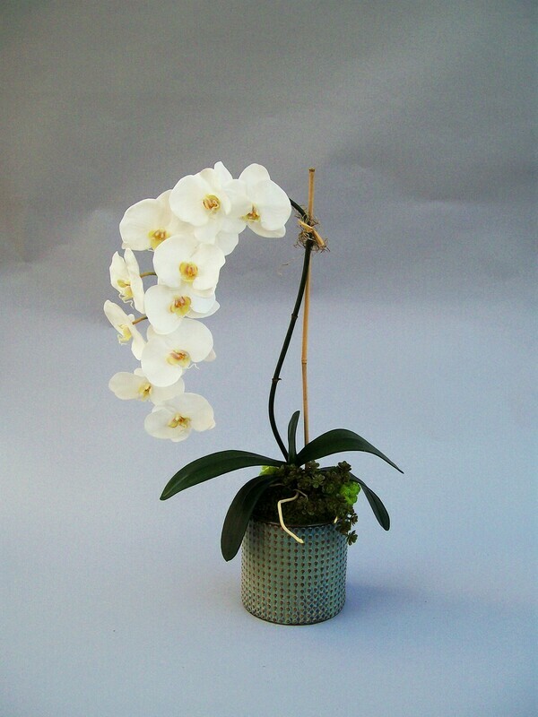 Elegant phalaenopsis orchid with succulents in a blue dot ceramic pot