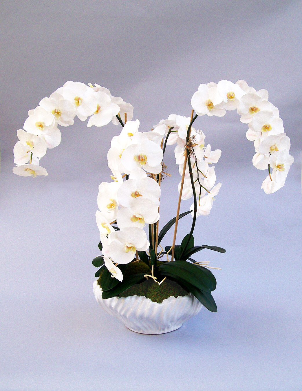 Large elegant phalaenopsis orchid in a white wave ceramic