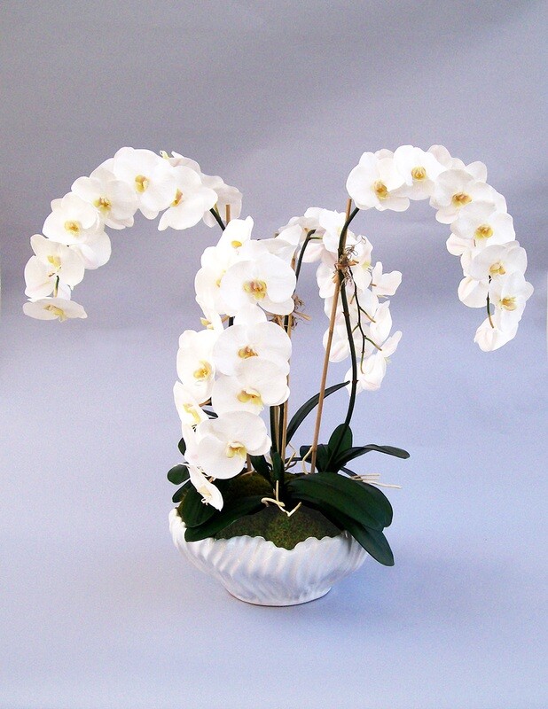 Large elegant phalaenopsis orchid in a white wave ceramic